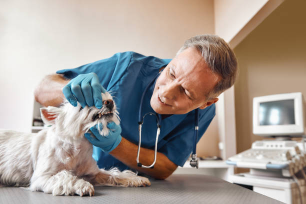 Best After-Hours Emergency Dentist in Gueydan, LA